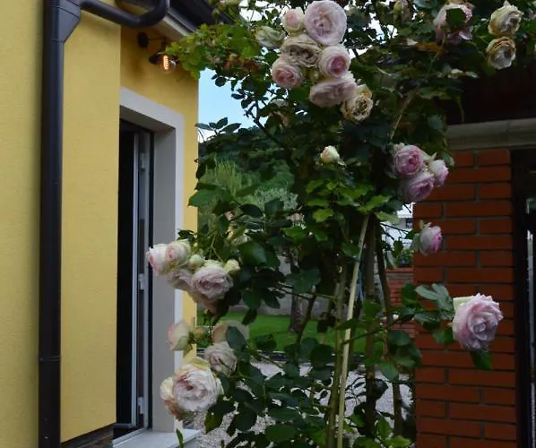 Kancler * Nova Gorica